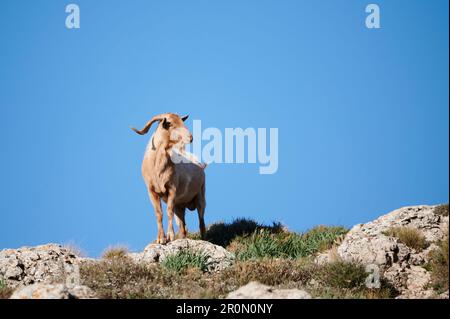 Montagna domestica capra bianca pascolo su verde collina rocciosa erbosa in campagna contro il cielo blu Foto Stock