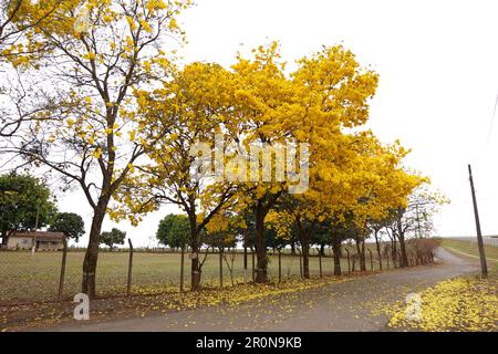 albero di ipe giallo fiorito Foto Stock