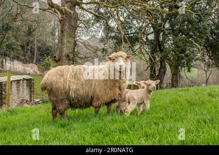 Un'pecora molto orgogliosa Dorset con due agnelli sani di una settimana, tutti alla ricerca di una macchina fotografica in posa per una foto di famiglia. Completamente allerta ma non spaventata in alcun modo. Foto Stock