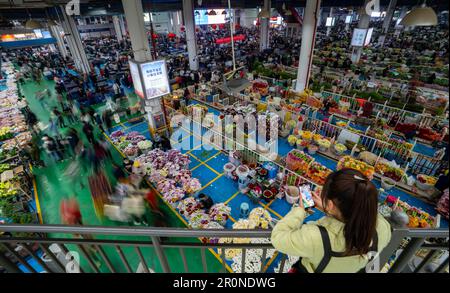 Pechino, provincia cinese dello Yunnan. 13th Feb, 2023. Un fiorista ospita uno spettacolo dal vivo presso il mercato dei fiori di Dounan, il più grande mercato commerciale di fiori freschi tagliati in Asia, a Kunming, nella provincia di Yunnan, nel sud-ovest della Cina, il 13 febbraio 2023. Credit: Notizie dal vivo su Jiang Wenyao/Xinhua/Alamy Foto Stock