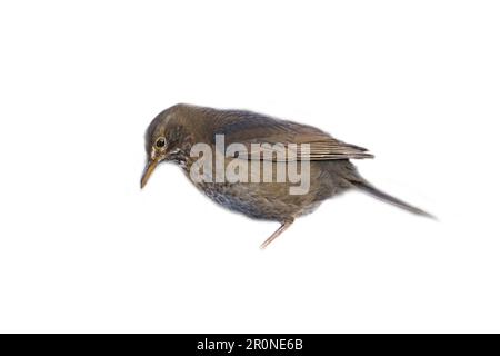 Uccello thrush corto. Per utilizzare la composizione. Animale isolato. Piume marroni. Foto di animali Foto Stock