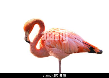 Flamingo, isolato, staccato, da editare. uccello rosso rosa. Elegante piumaggio. Uccello tropicale. singolo in piedi Foto Stock