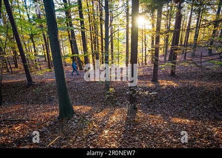Tour autunnale sulla Malerweg a Elbsandstein, Germania Foto Stock