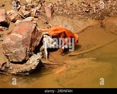 Scimmia delle foglie rosse (Presbytis rubicunda) acqua potabile in un fiume. Sabah, Borneo Foto Stock