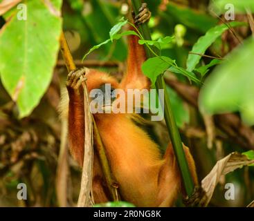 Vista ravvicinata della scimmia delle foglie rosse (Presbytis rubicunda) Sabah, Borneo Foto Stock