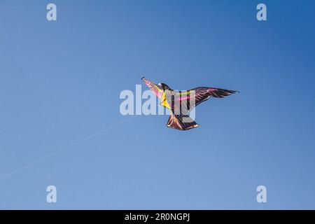 aquila aquilone nel cielo. Un aquila aquilone scivola contro il vento nel cielo. Foto Stock