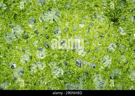 Gocce di pioggia nel muschio, campo lavico di Eldhraun, Islanda del Sud, Islanda, Europa Foto Stock