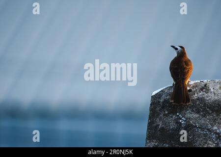 Bulbul con sfiato giallo (Pycnonotus goivier) sul tetto , Bulbul con sfiato giallo è una specie nativa che vive nel sud-est asiatico, dall'Indocina alla P. Foto Stock