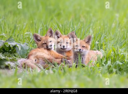 Tre kit di volpe rosse sdraiati in erba dalla fossa in primavera Foto Stock
