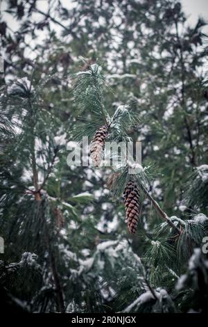 Scena invernale che mostra un primo piano di coni di pino appesi su un albero innevato Foto Stock
