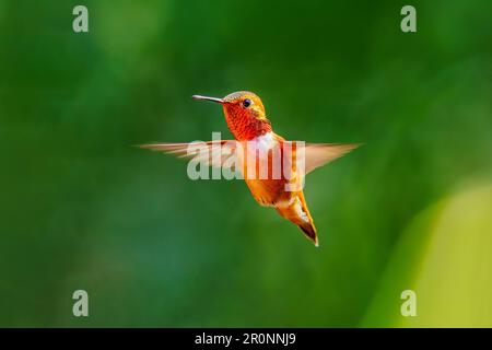 Un maschio arancione brillante Rufous Hummingbird (Selasforis rufus) che si agguanta a mezz'aria di fronte a uno sfondo verde. Foto Stock