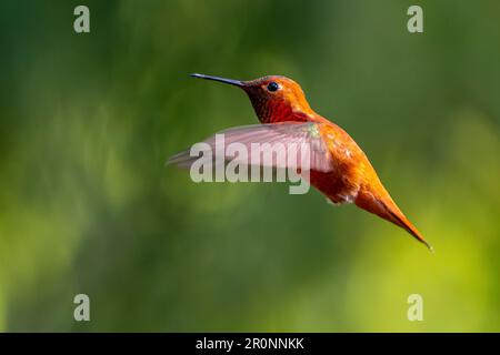 Un uccello di Hummingbird di Rufus maschio (Selasforus rufus) che si agguanta a mezz'aria. Foto Stock