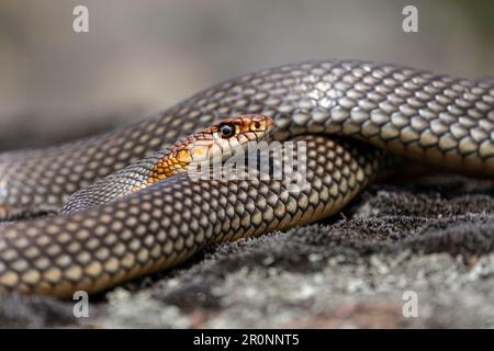 Caspian Whipsnake Foto Stock