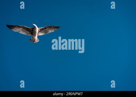 Gabbiano bianco che scivola graziosamente attraverso il cielo azzurro chiaro con le sue ali allungate Foto Stock