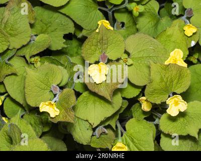 Fiori gialli del perenne bosco duro, Saruma henryi, in contrasto con foglie vellutate Foto Stock