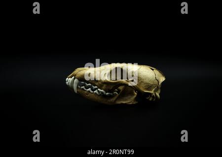 cranio volpe, testa animale morta, dettaglio scheletro osseo, primo piano anatomico, sfondo nero scuro Foto Stock