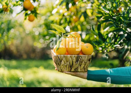 Primo piano delle mani della donna che tiene il cestino di vimini pieno di arance maturi verdure biologiche fresche. Raccolto estivo in giardino d'arance. Sfondo verde Foto Stock