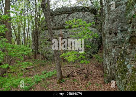 Massi massicci in una foresta a Black Mountain nel Tennessee circondato da foglie cadute e piante in un giorno coperto in primavera Foto Stock