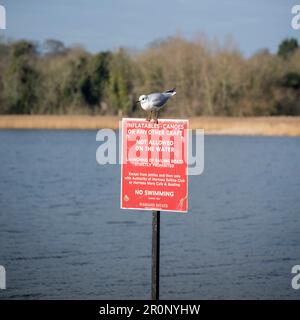 Un gabbiano a testa nera in inverno piumaggio, posa su un cartello a Hornsea Mere Foto Stock