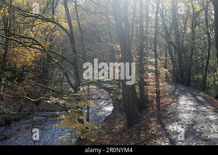 Sentiero Woodland che conduce da Brinscall attraverso la Wheelton Plantation a White Coppice sul bordo del West Pennine Moors vicino a Chorley Lancashire Foto Stock