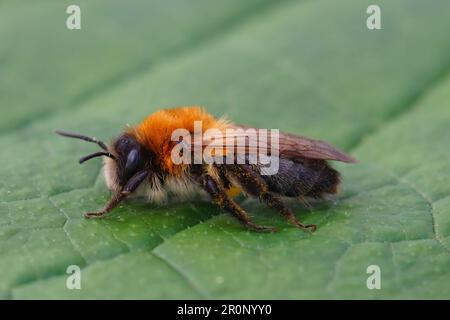 Primo piano naturale su un'ape da miniera colorata con patchata grigia, Andrena nitida su un fiore verde Foto Stock