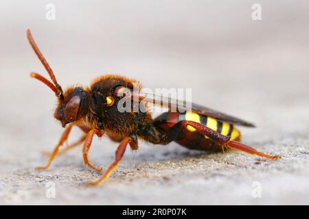 Dettaglio primo piano di un'ape nomade femminile colorata di Lathbury, Nomada lathburiana seduta su legno Foto Stock