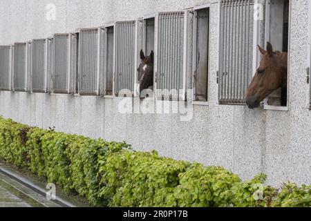 Rebecq, Belgio. 09th maggio, 2023. La figura mostra la Royal Escort belga martedì 09 maggio 2023 a Rebecq. L'Escort reale belga è un'unità a cavallo della polizia federale che accompagna il re da quasi 85 anni durante varie cerimonie ufficiali e le visite ufficiali dei capi di stato stranieri. FOTO DI BELGA NICOLAS MAETERLINCK Credit: Belga News Agency/Alamy Live News Foto Stock