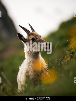 Una capra bianca con corna lunghe si trova in un lussureggiante campo erboso verde Foto Stock