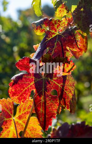 Vista ravvicinata delle foglie colorate rosse e gialle dei vitigni in autunno retroilluminati dal sole Foto Stock
