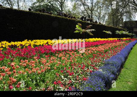 Un letto di tulipani colorati, Victoria Embankment Gardens, Londra, Inghilterra, Regno Unito Foto Stock