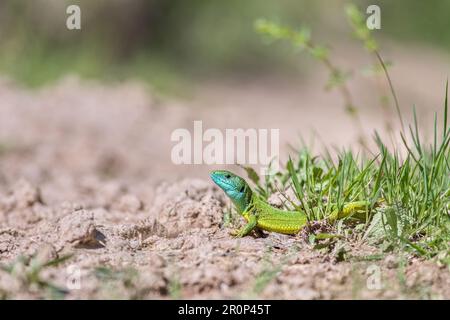 Lucertola verde europea (Lacerta viridis) che emerge dall'erba esponendo i suoi bei colori Foto Stock