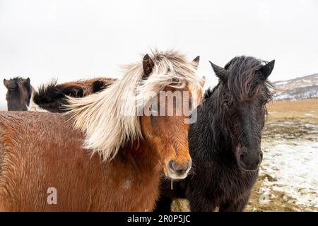 Vista ravvicinata di due cavalli islandesi in cappotto invernale con lunghe manie che guardano la macchina fotografica, una razza di piccoli cavalli sviluppata in Islanda Foto Stock