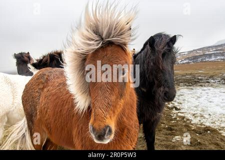 Vista ravvicinata di due cavalli islandesi in cappotto invernale con lunghe manie che guardano la macchina fotografica, una razza di piccoli cavalli sviluppata in Islanda Foto Stock