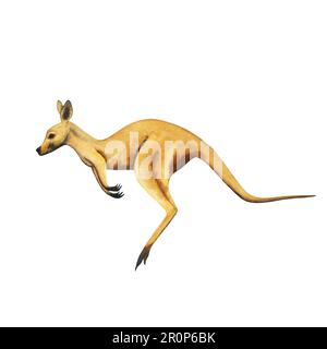 Illustrazione disegnata a mano canguro acquerello australiano isolato su bianco salto di colore marrone chiaro Foto Stock