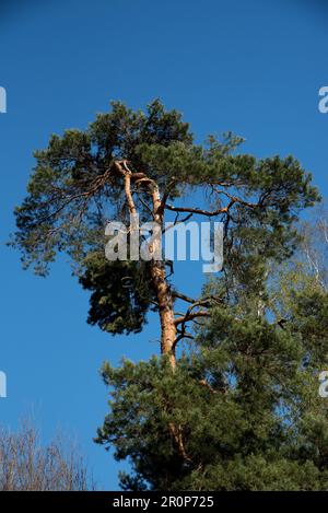 La foresta di pino scozzese è molto comune come foreste commerciali nella Germania nordorientale. Foto Stock