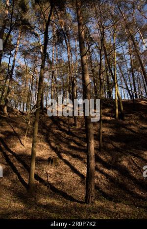 La foresta di pino scozzese è molto comune come forets commerciali nella Germania nordorientale. Foto Stock