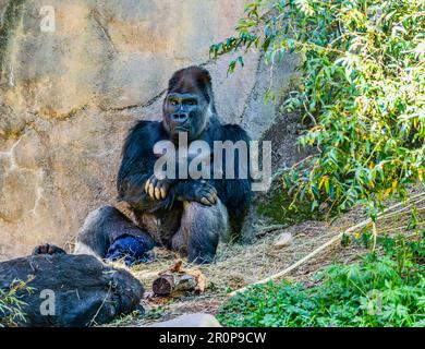Un gorilla si siede vicino ad un muro al Woodland Park Zoo a Seattle, Washington. Foto Stock