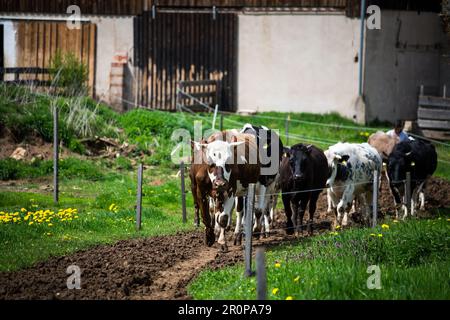 Bestiame allevato all'aperto durante la passeggiata verso il loro pascolo Foto Stock