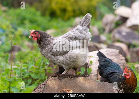 Galline maranacche blu Foto Stock