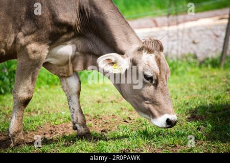 Mucca della razza bovina Braunvieh tedesca (Deutsches Braunvieh) Foto Stock