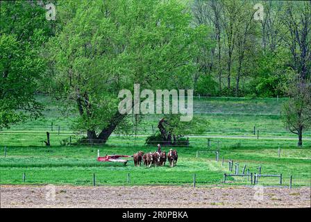 Scena della fattoria; 6 attrezzatura di tiraggio della squadra del cavallo; taglio del coltivatore di Amish; lavoro duro, metodo primitivo; Pennsylvania; Lancaster County; Pennsylvania; primavera Foto Stock