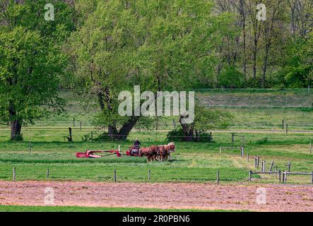 Scena di fattoria; 6 attrezzatura di tiraggio di squadra di cavallo; Amish coltivatore aratura; metodo primitivo; lavoro duro, Pennsylvania; Lancaster County, Pennsylvania, primavera Foto Stock