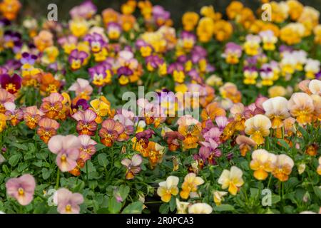 Vivaci fiori di Nasturzio (Tropeolum majus) deliziosi fiori commestibili (anche foglie) in una trama vegetale - foto stock Foto Stock