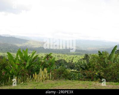 PUNTA GORDA, BELIZE - 16 FEBBRAIO 2008 Maya Mountains nella giungla del Belize Foto Stock