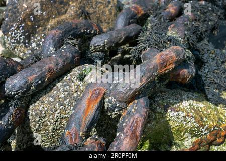 Rusty Mooring Chains Foto Stock