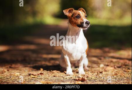 Piccolo Jack Russell terrier in piedi sulla strada forestale, il sole splende attraverso gli alberi sfondo Foto Stock