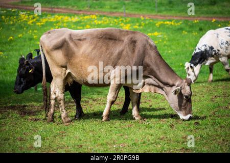 Mucca della razza bovina Braunvieh tedesca (Deutsches Braunvieh) Foto Stock