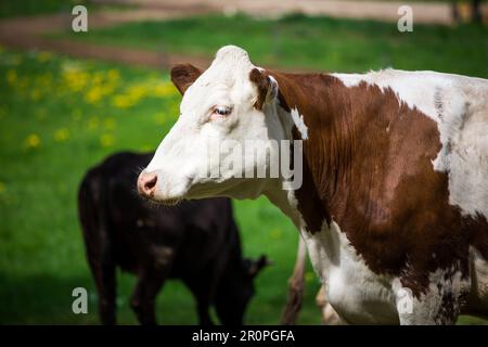 Mucca della razza bovina Simmental Fleckvieh (Simmentaler Rind) Foto Stock