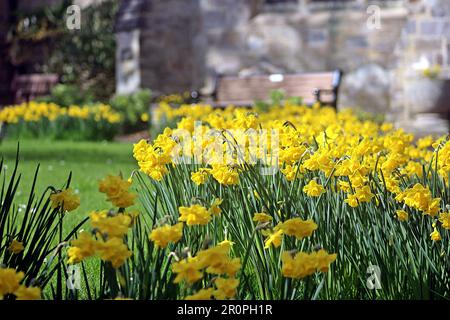 SIDMOUTH, DEVON, Regno Unito - 21 MARZO 2017 narcisi gialle brillanti alla luce del sole nel cimitero della chiesa parrocchiale di Sidmouth Foto Stock