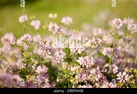 Fiori di trifoglio. Prati fioriti sfondi. La terra sta fiorendo. Foto Stock